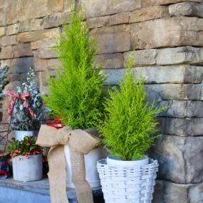 Lemon Cypress Holiday Tree
