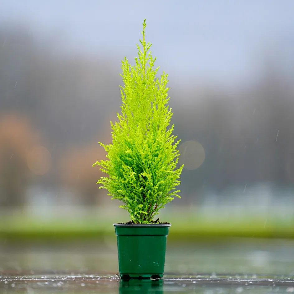 Lemon Cypress Holiday Tree