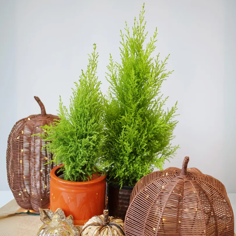Lemon Cypress Holiday Tree