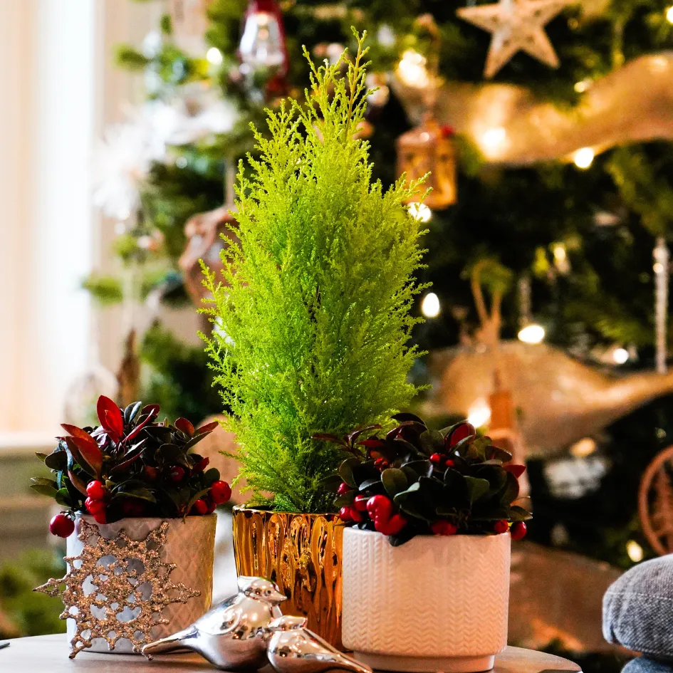 Lemon Cypress Holiday Tree