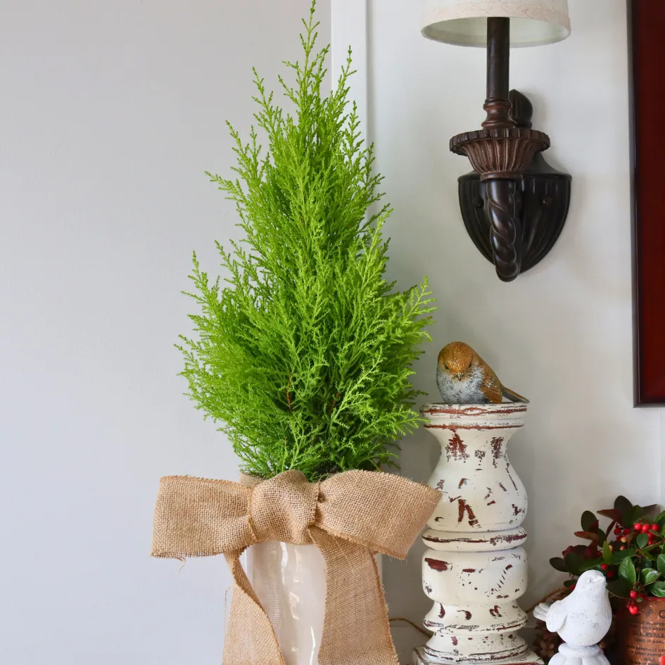 Lemon Cypress Holiday Tree